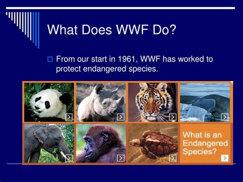 what does wwf stand for animals.